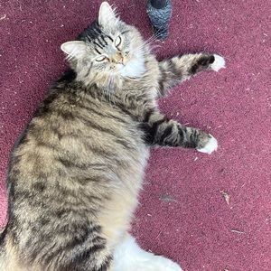 Meet your Posher, Joshua